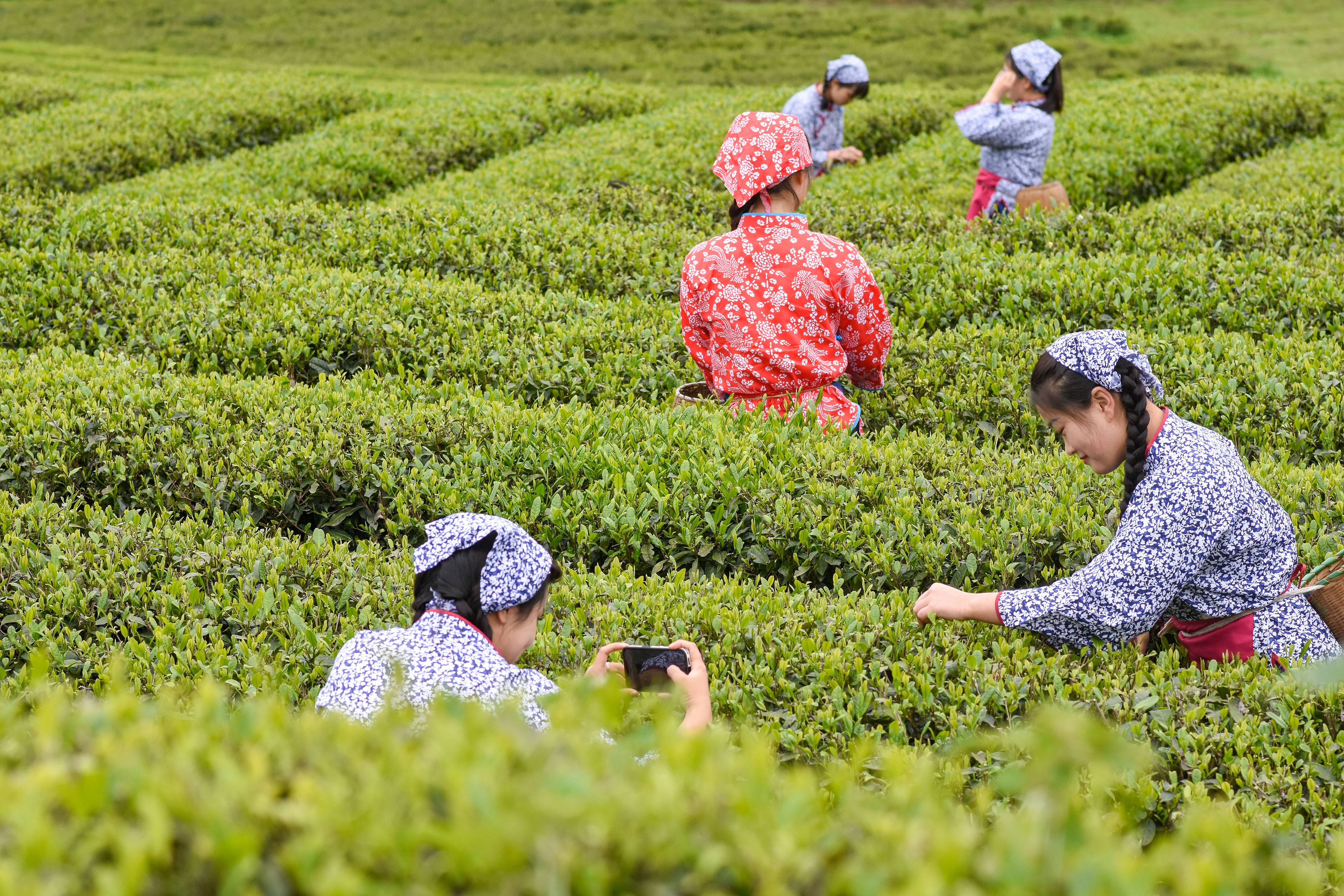 2023年4月6日，游客在貴州省銅仁市江口縣怒溪鎮(zhèn)駱象村生態(tài)茶園體驗(yàn)采茶樂趣。