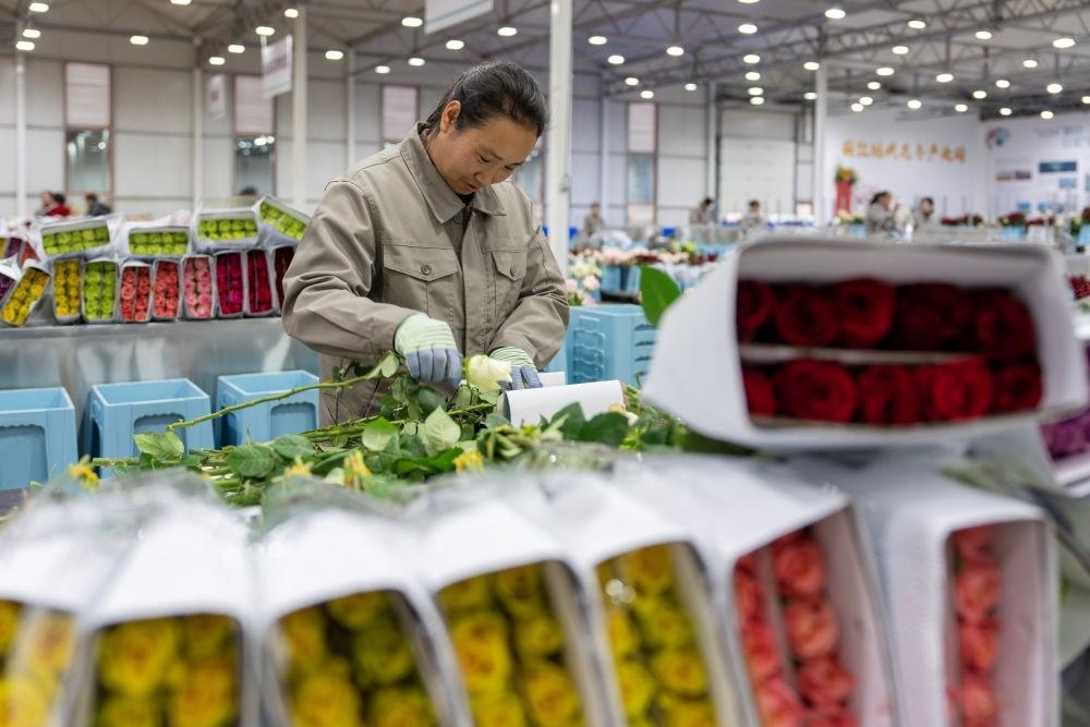 △近日，工作人員在云南麗江現(xiàn)代花卉產(chǎn)業(yè)園包裝鮮花。