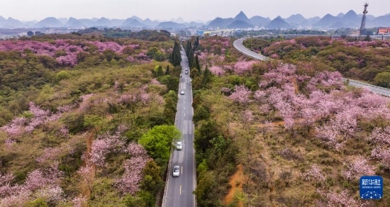 游客驅車前來清鎮(zhèn)市紅楓湖鎮(zhèn)右二村踏青游玩（4月5日攝，無人機照片）。