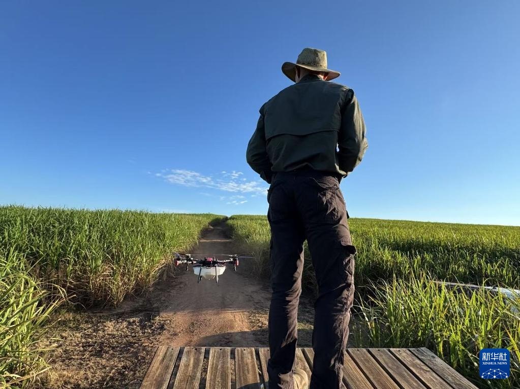 3月25日，在南非夸祖魯-納塔爾省的方廷希爾莊園，飛手操縱無人機(jī)為甘蔗林噴灑藥劑。新華社記者 白舸 攝