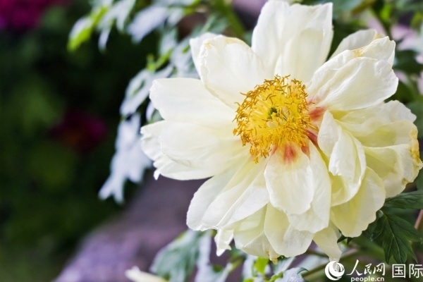 洛陽國家牡丹園牡丹盛開。 人民網(wǎng)記者 魯揚攝