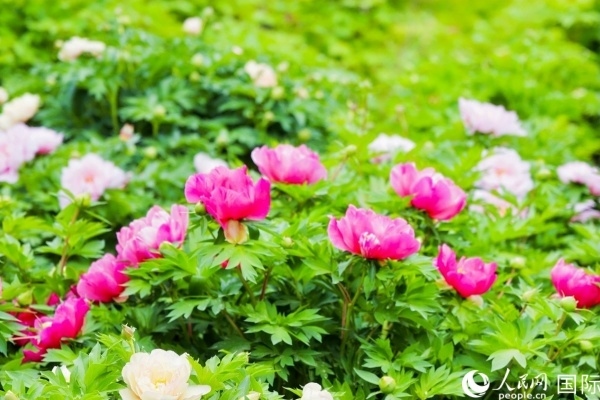 洛陽國家牡丹園牡丹盛開。 人民網(wǎng)記者 魯揚攝