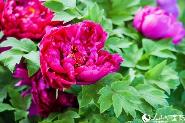 洛陽國家牡丹園牡丹盛開。 人民網(wǎng)記者 魯揚攝